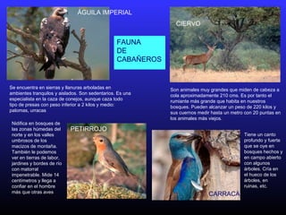 FAUNA
DE
CABAÑEROS
ÁGUILA IMPERIAL
Se encuentra en sierras y llanuras arboladas en
ambientes tranquilos y aislados. Son sedentarios. Es una
especialista en la caza de conejos, aunque caza todo
tipo de presas con peso inferior a 2 kilos y medio:
palomas, urracas
Tiene un canto
profundo y fuerte
que se oye en
bosques hechos y
en campo abierto
con algunos
árboles. Cría en
el hueco de los
árboles, en
ruinas, etc.
CARRACA
Son animales muy grandes que miden de cabeza a
cola aproximadamente 210 cms. Es por tanto el
rumiante más grande que habita en nuestros
bosques. Pueden alcanzar un peso de 220 kilos y
sus cuernos medir hasta un metro con 20 puntas en
los animales más viejos.
CIERVO
Nidifica en bosques de
las zonas húmedas del
norte y en los valles
umbrosos de los
macizos de montaña.
También le podemos
ver en tierras de labor,
jardines y bordes de río
con matorral
impenetrable. Mide 14
centímetros y llega a
confiar en el hombre
más que otras aves
PETIRROJO
 