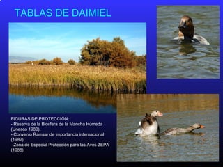 TABLAS DE DAIMIEL
FIGURAS DE PROTECCIÓN:
- Reserva de la Biosfera de la Mancha Húmeda
(Unesco 1980).
- Convenio Ramsar de importancia internacional
(1982)
- Zona de Especial Protección para las Aves ZEPA
(1988)
 