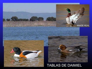 TABLAS DE DAIMIEL
ANADE REAL
 