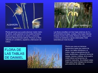 ALBARDÍN
Planta gramínea que puede alcanzar medio metro
de altura, suele aparecer en los suelos húmedos
salinos que se desecan en verano, y entonces
presenta eflorescencias salinas. Produce un fibra
utilizada en cordelería, zapatería y fabricación de
bolsos.
Las flores amarillas con tres hojas externas de 4 a
8 centímetros de largo, ovadas y tres hojas internas
lineares mucho más cortas; florece en mayo y junio,
y crece en pantanos y aguas estancadas. Está
extendida por toda Europa.
LIRIO AMARILLO
Planta que crece en terrenos
pantanosos hasta dos metros de
altura, con tallos cilíndricos y si
nudos, hojas envainadoras por la
base, ensiformes, y flores en forma de
espiga, maciza y vellosa, de la cual la
mitad inferior es femenina y la
superior masculina. Se emplean estas
hojas para hacer trabajos de trenzado
para asientos de sillas, etc
FLORA DE
LAS TABLAS
DE DAIMIEL
 