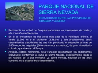 PARQUE NACIONAL DE
SIERRA NEVADA
 Representa en la Red de Parques Nacionales los ecosistemas de media y
alta montaña mediterránea.
 En él se encuentran los dos picos más altos de la Península Ibérica, el
Veleta (3.392 m) y el Mulhacén (3.482m), y son precisamente estas
características altitudinales las que han propiciado el desarrollo de más de
2.000 especies vegetales (66 endemismos exclusivos), de gran vistosidad y
colorido, que viven en el Parque.
 Anfibios, reptiles, mamíferos, aves y una rica entomofauna ( 80 endemismos
exclusivos), conforman la fauna de Sierra Nevada, especialmente ligada a
los hábitats de la alta montaña. La cabra montés, habitual de las altas
cumbres, es la especie más característica.
ESTÁ SITUADO ENTRE LAS PROVINCIAS DE
GRANADA Y ALMERÍA
 