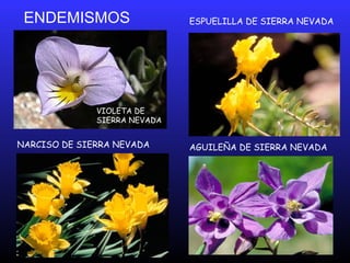 AGUILEÑA DE SIERRA NEVADA
ENDEMISMOS
NARCISO DE SIERRA NEVADA
ESPUELILLA DE SIERRA NEVADA
VIOLETA DE
SIERRA NEVADA
 