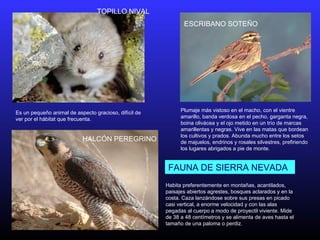 Es un pequeño animal de aspecto gracioso, difícil de
ver por el hábitat que frecuenta.
TOPILLO NIVAL
Plumaje más vistoso en el macho, con el vientre
amarillo, banda verdosa en el pecho, garganta negra,
boina olivácea y el ojo metido en un trío de marcas
amarillentas y negras. Vive en las matas que bordean
los cultivos y prados. Abunda mucho entre los setos
de majuelos, endrinos y rosales silvestres, prefiriendo
los lugares abrigados a pie de monte.
ESCRIBANO SOTEÑO
HALCÓN PEREGRINO
Habita preferentemente en montañas, acantilados,
paisajes abiertos agrestes, bosques aclarados y en la
costa. Caza lanzándose sobre sus presas en picado
casi vertical, a enorme velocidad y con las alas
pegadas al cuerpo a modo de proyectil viviente. Mide
de 38 a 48 centímetros y se alimenta de aves hasta el
tamaño de una paloma o perdiz.
FAUNA DE SIERRA NEVADA
 