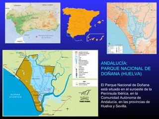 El Parque Nacional de Doñana
está situado en el suroeste de la
Península Ibérica, en la
Comunidad Autónoma de
Andalucía, en las provincias de
Huelva y Sevilla.
ANDALUCÍA:
PARQUE NACIONAL DE
DOÑANA (HUELVA)
 