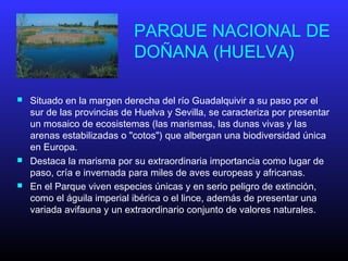 PARQUE NACIONAL DE
DOÑANA (HUELVA)
 Situado en la margen derecha del río Guadalquivir a su paso por el
sur de las provincias de Huelva y Sevilla, se caracteriza por presentar
un mosaico de ecosistemas (las marismas, las dunas vivas y las
arenas estabilizadas o "cotos") que albergan una biodiversidad única
en Europa.
 Destaca la marisma por su extraordinaria importancia como lugar de
paso, cría e invernada para miles de aves europeas y africanas.
 En el Parque viven especies únicas y en serio peligro de extinción,
como el águila imperial ibérica o el lince, además de presentar una
variada avifauna y un extraordinario conjunto de valores naturales.
 