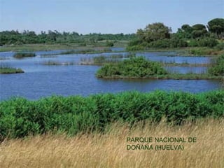 PARQUE NACIONAL DE
DOÑANA (HUELVA)
 