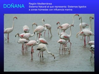 DOÑANA
Región Mediterránea
Sistema Natural al que representa: Sistemas ligados
a zonas húmedas con influencia marina
 