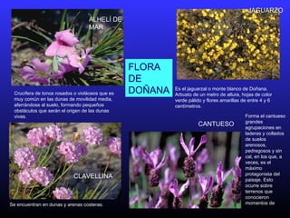 Crucifera de tonos rosados o violáceos que es
muy común en las dunas de movilidad media,
aferrándose al suelo, formando pequeños
obstáculos que serán el origen de las dunas
vivas.
ALHELÍ DE
MAR
Forma el cantueso
grandes
agrupaciones en
laderas y collados
de suelos
arenosos,
pedregosos y sin
cal, en los que, a
veces, es el
máximo
protagonista del
paisaje. Esto
ocurre sobre
terrenos que
conocieron
momentos de
CANTUESO
Es el jaguarzal o monte blanco de Doñana.
Arbusto de un metro de altura, hojas de color
verde pálido y flores amarillas de entre 4 y 6
centímetros.
JAGUARZO
Se encuentran en dunas y arenas costeras.
CLAVELLINA
FLORA
DE
DOÑANA
 