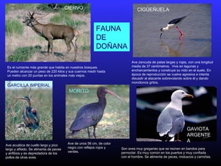Es el rumiante más grande que habita en nuestros bosques.
Pueden alcanzar un peso de 220 kilos y sus cuernos medir hasta
un metro con 20 puntas en los animales más viejos.
CIERVO
Ave zancuda de patas largas y rojas, con una longitud
media de 37 centímetros. Vive en lagunas y
encharcamientos y construye su nido en el suelo. En
época de reproducción se vuelve agresiva e intenta
disuadir al atacante sobrevolando sobre él y dando
monótonos gritos.
CIGÜEÑUELA
GARCILLA IMPERIAL
Ave acuática de cuello largo y pico
largo y afilado. Se alimenta de peces
y anfibios y es depredadora de los
pollos de otras aves.
Son aves muy gregarias que se reúnen en bandos para
pernoctar. Es muy común en los puertos y muy confiada
con el hombre. Se alimenta de peces, moluscos y carroñas.
GAVIOTA
ARGENTE
AAve de unos 56 cm, de color
negro con reflejos rojos y 
verdes.
MORITO
FAUNA
DE
DOÑANA
 