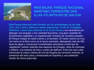 Este Parque Nacional está formado por los archipiélagos de las islas
Cíes, Ons y Onza, Sálvora e islotes adyacentes, la isla de Cortegada,
Malveiras y otras islas próximas en la ría de Arousa y se caracteriza por
albergar una singular y rica variedad faunística, una gran variedad de
formaciones vegetales y un espectacular mosaico de variados paisajes.
El Parque integra el medio marino y el terrestre. El medio marino es muy
rico tanto en la flora como en la fauna asociada, albergando más de 300
tipos de algas y numerosos invertebrados asociados a este tipo de
vegetación; existen además dos especies de tortugas, otras de marsopa
y ballena, una especie de foca y cuatro de delfines. Entre las aves cabe
mencionar la mayor colonia de cría de España de cormorán moñudo, la
presencia del arao (rara y amenazada en España) y una población
insular de chova piquirroja.
RÍAS BAJAS: PARQUE NACIONAL
MARÍTIMO-TERRESTRE DAS
ILLAS ATLÁNTICAS DE GALICIA
 