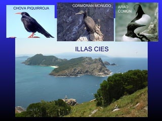 CHOVA PIQUIRROJA
CORMORÁN MOÑUDO ARAO
COMÚN
ILLAS CIES
 
