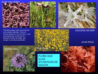 Pequeñas algas rojas que producen
una cubierta calcárea. Viven en
fondos desde los 15 a los 50m, y sus
acumulaciones conforman los
llamados fondos de Maërl, que
acogen a una fauna particular.
ALGA CALCÁREA
ALGA ROJA
AZUCENA DE MAR
BOTÓN AZUL CALÉNDULA
GALLOS
FLORA DAS
ILLAS
ATLÁNTICAS DE
GALICIA
 