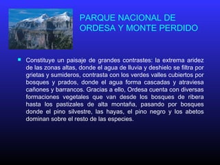 PARQUE NACIONAL DE
ORDESA Y MONTE PERDIDO
 Constituye un paisaje de grandes contrastes: la extrema aridez
de las zonas altas, donde el agua de lluvia y deshielo se filtra por
grietas y sumideros, contrasta con los verdes valles cubiertos por
bosques y prados, donde el agua forma cascadas y atraviesa
cañones y barrancos. Gracias a ello, Ordesa cuenta con diversas
formaciones vegetales que van desde los bosques de ribera
hasta los pastizales de alta montaña, pasando por bosques
donde el pino silvestre, las hayas, el pino negro y los abetos
dominan sobre el resto de las especies.
 