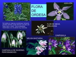 Se localiza en regiones montañosas, formando
grandes colonias; puede alcanzar una altura de
hasta metro y medio. Tiene propiedades
medicinales y es una planta muy venenosa.
ACONITO
AGUILEÑA
CAMPANILLA DE INVIERNO,
PERFORANIEVES
CAMPANULA
GLOMERATA
FLOR DE NIEVE,
EDELWEISS
MELISA BASTARDA
FLORA
DE
ORDESA
 