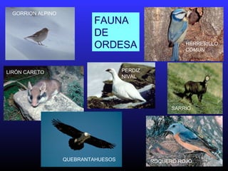 GORRION ALPINO
HERRERILLO
COMUN
LIRÓN CARETO PERDIZ
NIVAL
QUEBRANTAHUESOS ROQUERO ROJO
SARRIO
FAUNA
DE
ORDESA
 
