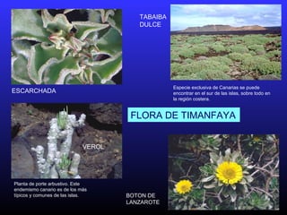 ESCARCHADA
TABAIBA
DULCE
Especie exclusiva de Canarias se puede
encontrar en el sur de las islas, sobre todo en
la región costera.
Planta de porte arbustivo. Este
endemismo canario es de los más
típicos y comunes de las islas.
VEROL
BOTON DE
LANZAROTE
FLORA DE TIMANFAYA
 
