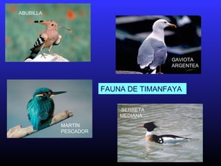 ABUBILLA
GAVIOTA
ARGENTEA
MARTÍN
PESCADOR
SERRETA
MEDIANA
FAUNA DE TIMANFAYA
 