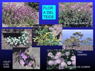 ALHELÍ DEL TEIDE
JARA DE LAS CAÑADAS
MARGARITA DEL TEIDE
ROSAL DEL GUANCHEROSAL DEL GUANCHE
ROSALILLO DE CUMBRE
PINO
CANARIO
VIOLET
A DEL
TEIDE
FLOR
A DEL
TEIDE
 