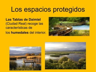 Los espacios protegidos
Las Tablas de Daimiel
(Ciudad Real) recoge las
características de
los humedales del interior.
 