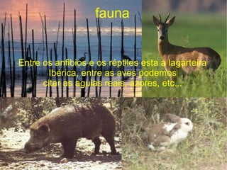 fauna

 
Entre os anfibios e os réptiles esta a lagarteira
       Ibérica, entre as aves podemos
      citar as aguias reais, azores, etc...
 