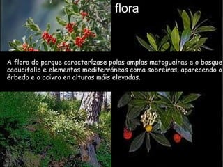 flora
                 Análisis de costes
     Señale la ventaja financiera para el cliente
A floraRealice una comparación precio/calidad e o bosque
     do parque caracterízase polas amplas matogueiras
caducifolio e elementos mediterráneos coma sobreiras, aparecendo o
érbedoconacivro en alturas máis elevadas.
       e o la competencia
 