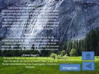 Fauna: Las cuencas bajas de los ríos Cinaruco y Capanaparo permiten la abundancia de cardúmenes del codiciado pez pabón, tortugas arrau y caimanes del Orinoco. Igualmente, se protegen tres especies de aves endémicas y más de veinte migratorias, como las garzas, gabanes, cigüeñas y el imponente garzón soldado. Entre los mamíferos se encuentran el jaguar, el venado camerudo, el chigüire. Atractivos: La presencia de elementos de flora y fauna endémicas hace de este lugar una estación de gran interés para científicos y observadores de aves quienes desde allí, tienen la oportunidad de estudiar comportamientos propios de especies venezolanas. ¿Cómo llegar?: Se puede llegar por carretera, siguiendo la vía de San Fernando de Apure a Puerto Páez, o por vía fluvial remontando los ríos Capanaparo, Cinaruco y Orinoco. Imágenes 