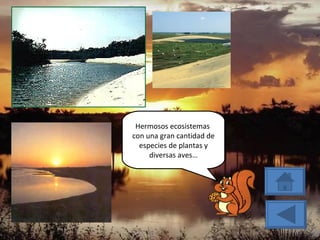 Hermosos ecosistemas  con una gran cantidad de especies de plantas y diversas aves… 