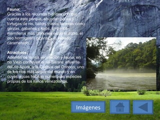 Fauna: Gracias a los recursos hídricos con que cuenta este parque, abundan peces y tortugas de río, babas y aves llaneras como garzas, gabanes y loros. Entre los mamíferos más comunes están el zorro, el oso hormiguero gigante y el venado caramerudo. Atractivos: Además de la rica vegetación y fauna, en río Viejo confluyen el río Sarare, afluente del río Apure, y la Cuenca del Orinoco, uno de los ríos más largos del mundo y en cuyas aguas habitan numerosas especies propias de los llanos venezolanos. Imágenes 