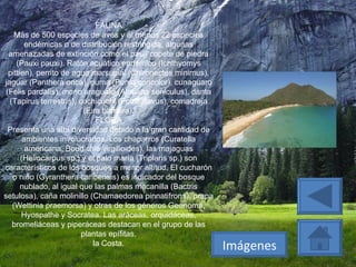 FAUNA Más de 500 especies de aves y al menos 22 especies endémicas o de distribución restringida, algunas amenazadas de extinción como el paují copete de piedra (Pauxi pauxi). Ratón acuático endémico (Ichthyomys pittien), perrito de agua marsupial (Chironectes minimus), jaguar (Panthera onca), puma (Puma concolor), cunaguaro (Felis pardalis), mono araguato (Alouatta seniculus), danta (Tapirus terrestris), cuchicuchi (Potos flavus), comadreja (Eira barbara). FLORA Presenta una alta diversidad debido a la gran cantidad de ambientes involucrados. Los chaparros (Curatella americana, Boudichia virgilioides), las majaguas (Heliocarpus sp.) y el palo maría (Triplaris sp.) son característicos de los bosques a menor altitud. El cucharón o niño (Gyranthera caribensis) es indicador del bosque nublado, al igual que las palmas macanilla (Bactris setulosa), caña molinillo (Chamaedorea pinnatifrons), prapa (Wettinia praemorsa) y otras de los géneros Geonoma, Hyospathe y Socratea. Las aráceas, orquidáceas, bromeliáceas y piperáceas destacan en el grupo de las plantas epífitas. la Costa. Imágenes 
