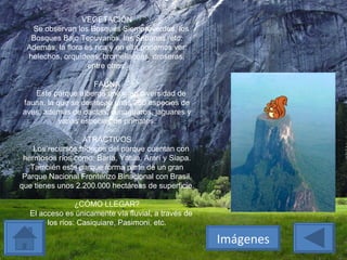 VEGETACIÓN      Se observan los Bosques Siempreverdes, los Bosques Bajo Tepuyanos, las Sabanas, etc. Además, la flora es rica y en ella podemos ver: helechos, orquídeas, bromeliaceas, droseras, entre otros. FAUNA      Este parque alberga una gran diversidad de fauna, la que se destacan unas 250 especies de aves, además de dantas, cunaguaros, jaguares y varias especies de primates. ATRACTIVOS      Los recursos hídricos del parque cuentan con hermosos ríos como: Baría, Yatúa, Ararí y Siapa. También este parque forma parte de un gran Parque Nacional Fronterizo Binacional con Brasil, que tienes unos 2.200.000 hectáreas de superficie. ¿CÓMO LLEGAR?      El acceso es únicamente vía fluvial, a través de los ríos: Casiquiare, Pasimoni, etc. Imágenes 