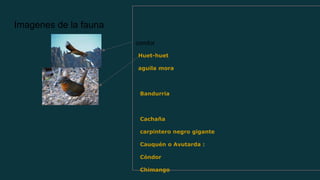 Imagenes de la fauna
condor
Huet-huet
aguila mora
Bandurria
Cachaña
carpintero negro gigante
Cauquén o Avutarda :
Cóndor
Chimango
 
