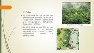 FLORA
 La zona alta, incluye árboles de
pumamaqui, polilepis, quishuar y
vegetación menor compuesta
por chuquiraguas, achupallas,
licopodios y chilcas.
 La zona baja, en cambio, se van
componiendo en un bosque
húmedo tropical; entre caobas,
chontaduros, cedros y
guayacanes
 