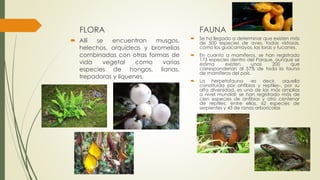 FLORA
 Allí se encuentran musgos,
helechos, orquídeas y bromelias
combinadas con otras formas de
vida vegetal como varias
especies de hongos, lianas,
trepadoras y líquenes.
FAUNA
 Se ha llegado a determinar que existen más
de 500 especies de aves, todas vistosas,
como los guacamayos, las loras y tucanes.
 En cuanto a mamíferos, se han registrado
173 especies dentro del Parque, aunque se
estima existen unas 200 que
corresponderían al 57% de toda la fauna
de mamíferos del país.
 La herpetofauna -es decir, aquella
constituida por anfibios y reptiles-, por su
alta diversidad, es una de las más amplias
a nivel mundial; se han registrado más de
cien especies de anfibios y otro centenar
de reptiles, entre ellas, 62 especies de
serpientes y 43 de ranas arborícolas
 