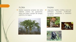 FLORA
 Existen especies propias de este
hábitat como: los guarumos,
árbol de balsa, sangre de drago,
palmito y la tagua
FAUNA
 Jaguares, tigrillos, nutrias y osos de
anteojos; tucanes multicolor,
tangaras, serpientes y variedad
de ranas
 