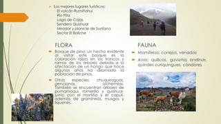  Los mejores lugares turísticos:
El volcán Rumiñahui
Río Pita
Lago de Cajas
Sendero Quishuar
Mirador y planicie de Sunfana
Sector El Boliche
FLORA
 Bosque de pino, un hecho evidente
al visitar este bosque es la
coloración rojiza en los troncos y
ramas de los árboles debida a la
afectación de un hongo que hace
algunos años ha diezmado la
población de pinos.
 Otras especies: chuquiraguas,
gencianas, alchemilas.
También se encuentran árboles de
pumamaqui, romerillo y quishuar,
junto con el mortiño y el capulí,
además de gramíneas, musgos y
líquenes.
FAUNA
 Mamíferos: conejos, venados
 Aves: quilicos, gaviotas andinas,
quindes curiquingues, cóndores
 