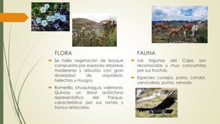 FLORA
 Se halla vegetación de bosque
compuesta por especies arbóreas
madereras y arbustos con gran
diversidad de orquídeas,
helechos y musgos.
 Romerillo, chuquiragua, valeriana,
Quinoa: un árbol autóctono
representativo del Parque,
característico por sus ramas y
tronco retorcidos.
FAUNA
 Las lagunas del Cajas son
reconocidas y muy concurridas
por sus truchas.
 Especies: conejos, patos, cóndor,
cervicabra, puma, venado.
 