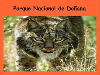 Parque Nacional de Doñana
 