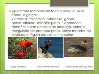  Aparecem também em todo o parque, aves
como a garça-
vermelha, colhereiro, ostraceiro, ganso-
bravo, alfaiate, milhafre-preto. E aparecem
também outras em risco de ameaça, como o
mergulhão-de-pescoço-preto, corvo-marinho-de-
crista,açor, águia sapeira, entre outros.
Garça-vermelha Corvo-marinho-de-crista Mergulhão-de-pescoço-preto
 