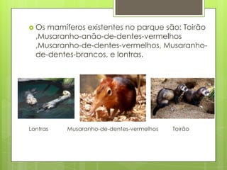  Os mamíferos existentes no parque são: Toirão
,Musaranho-anão-de-dentes-vermelhos
,Musaranho-de-dentes-vermelhos, Musaranho-
de-dentes-brancos, e lontras.
Lontras Musaranho-de-dentes-vermelhos Toirão
 