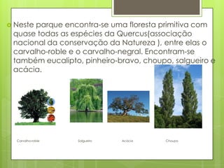  Neste parque encontra-se uma floresta primitiva com
quase todas as espécies da Quercus(associação
nacional da conservação da Natureza ), entre elas o
carvalho-roble e o carvalho-negral. Encontram-se
também eucalipto, pinheiro-bravo, choupo, salgueiro e
acácia.
Carvalho-roble Salgueiro Acácia Choupo
 