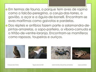  Em termos de fauna, o parque tem aves de rapina
como o falcão-peregrino, a coruja-das-torres, o
gavião, o açor e a águia-de-bonelli. Encontram-se
aves marítimas como gaivotas e pardelas.
 Dos répteis e anfíbios fazem parte a salamandra-de-
pintas-amarelas, o sapo-parteiro, a víbora-cornuda e
o tritão-de-ventre-laranja. Encontram-se mamíferos
como raposas, toupeiras e ouriços.
Coruja-das-torres Águia-de-bonelli salamandra-de-pintas-amarelas sapo-parteiro
 