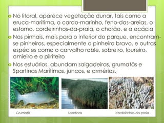  No litoral, aparece vegetação dunar, tais como a
eruca-marítima, o cardo-marinho, feno-das-areias, o
estorno, cordeirinhos-da-praia, o chorão, e a acácia
 Nos pinhais, mais para o interior do parque, encontram-
se pinheiros, especialmente o pinheiro bravo, e outras
espécies como o carvalho roble, sobreiro, loureiro,
amieiro e o pilriteiro
 Nos estuários, abundam salgadeiras, grumatãs e
Spartinas Marítimas, juncos, e armérias.
Grumatã Spartinas cordeirinhos-da-praia
 