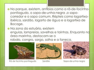  No parque, existem, anfíbios como a rã-de-focinho-
pontiagudo, o sapo-de-unha-negra ,o sapo-
corredor e o sapo comum. Répteis como lagartixa-
ibérica, sardão, lagarto de água e a lagartixa de
Bocage.
 Na zona do estuário, existem
enguias, lampreias, savelhas e tainhas. Enquanto na
área marinha, destacam-se o
robalo, congro, sargo, solha e a faneca.
Rã de focinho pontiagudo Sardão Sapo-de-unha-negra
 