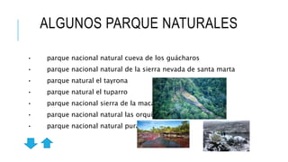 ALGUNOS PARQUE NATURALES
• parque nacional natural cueva de los guácharos
• parque nacional natural de la sierra nevada de santa marta
• parque natural el tayrona
• parque natural el tuparro
• parque nacional sierra de la macarena
• parque nacional natural las orquídeas
• parque nacional natural purace
 