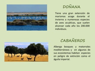 DOÑANA
CABAÑEROS
Tiene una gran extensión de
marismas acoge durante el
invierno a numerosas especies
de aves acuáticas, que suelen
alcanzar cada año los 200.000
individuos.
Alberga bosques y matorrales
mediterráneos y en algunos de
sus ecosistemas habitan especies
en peligro de extinción como el
águila imperial.
 