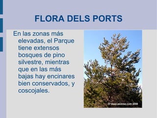 FLORA DELS PORTS En las zonas más elevadas, el Parque tiene extensos bosques de pino silvestre, mientras que en las más bajas hay encinares bien conservados, y coscojales. 