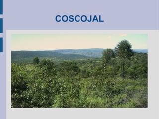 COSCOJAL 