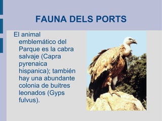 FAUNA DELS PORTS El animal emblemático del Parque es la cabra salvaje (Capra pyrenaica hispanica); también hay una abundante colonia de buitres leonados (Gyps fulvus). 