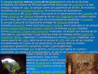 El parque nacional natural Cueva de los Guácharos es una de las 56 áreas
protegidas del sistema de Parques Nacionales Naturales de Colombia y la más
antigua, creada en 1960. El parque cubre una superficie de 90 km², en el flanco
occidental de la Cordillera Oriental, en el municipio de Acevedo en
eldepartamento del Huila, (81%) y otra parte en el departamento del Caquetá, en
zonas cársticas de cuencas tributarias de los ríos Magdalena (su nombre nativo
es río Yuma, pero fue usurpado por los conquistadores españoles) y Caquetá.
El parque Cueva de los Guácharos protege los biotopos boscosos
húmedos subandino, entre 1200-2300 msnm y andino, entre 2300-3800 m de altitud
(bioma bosque latifioliado húmedo tropical) y el biotopo páramo húmedo,
(bioma praderas y chaparrales montanos tropicales), localizado por encima de los
3500-3800 m. Las extensas y cuasi-intactas áreas de robledal andino (Quercus
humboldtii Bonpl., Fagaceae) y Colombobalanus excelsa Lozano, Fagaceae, una
nueva especie de roble, descrita en el parque en 1979, son una de las riquezas
fundamentales de Cueva de los Guácharos. El parque debe su nombre
al guácharo (Steatornis caripensis, orden Caprimulgiformes,
familia Steatornithidae) ave frugívora, nocturna que habita en cuevas y
oquedades. Su nombre es onomatopeyico, se deriva del quechua huach y significa
chillar o llorar, por su canto
característico. Esta misma
especie da nombre a otro parque
natural: El Guácharo, localizado
en la serranía interior oriental, al
noreste
del estado Monagas, Venezuela
 
