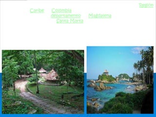 El Parque Nacional Natural Tayrona se encuentra ubicado en la Región
Caribe en Colombia. Su superficie hace parte
del departamento de Magdalena.
A 34 km de la ciudad de Santa Marta es uno de los parques naturales
más importantes de Colombia. Es hábitat de una gran cantidad de
especies que se distribuyen en regiones con diferentes pisos térmicos
que van desde el nivel del mar hasta alturas de 900 m.
De las 15.000 hectáreas que conforman el parque, 3.000 son área
marina.
 